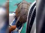 Rybárske siete sú pre korytnačky nebezpečné! (Thajsko)