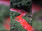Na záhrade mu tiekol červený potok (USA)