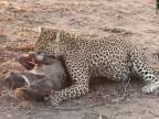 Leopard vs. prasa bradavičnaté