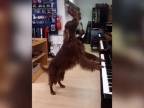 Skutočne muzikálny pes