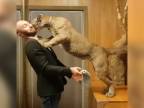 Muž vo svojom byte chová namiesto mačky pumu