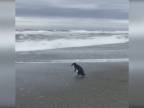 Vypúšťanie tučniačika do mora