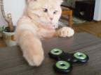 Škuľavá mačka a fidget spinner