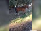 Kôň je múdre zviera (Argentína)