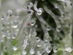 Krásne zábery na úžitkovú rastlinu (marihuana ultrazoom)