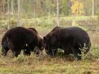 Jedno teritórium a dva statné medvedie samce (Fínsko)