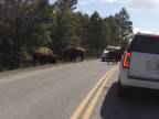 Bizóny a medvede v Yellowstone