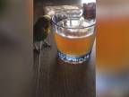 Keď chováš papagáje na pive