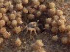 Celý deň robí na pláži guľky z piesku (Scopimera globosa)