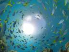 Potápanie sa vo Veľkej koralovej bariére