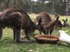 Nenásytný kakadu terorizuje kengury
