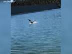 Jastrab na love nad jazerom (USA)