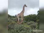 Mladá žirafa sa na svete dlho neohriala (Južná Afrika)