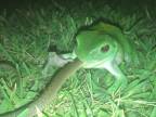 Väčšinou hady lovia žaby (Austrália)