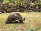 Emu objavil závlahu na záhrade