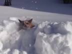 Pastiersky pes nie je zvyknutý na snežnú nádielku