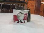 Mačka má rada KFC krabice