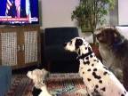 Trump ovláda psov cez TV