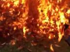 Sen každého pyromana (benzín a kopa listov)
