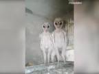 Na povale našli "mimozemšťanov"! (India)