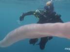 Obrovský želatínový červ prekvapil potápačov (Nový Zéland)