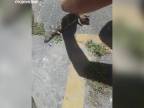 Záchrana jaštera zo studne (Perth)