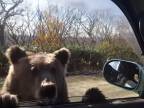 Mladý medveď vyžadoval od vodičov perník (Rusko)