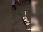 Moderná sova jazdí na segwayi (Rusko)