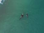 Plavkyňa uprostred kosatiek (Nový Zéland)