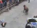 Zúrivý býk skoro zabil ženu