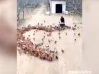 Najromantickejším chovateľom hydiny v Číne sa stáva...