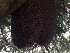 Ázijské včely robia mexickú vlnu