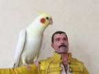 Fredy Mercury a jeho veľký vták
