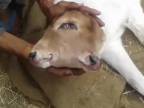 V Indii sa narodila dvojhlavá krava