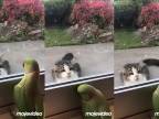 Papagáj sa hrá s mačkou na schovávačku