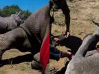 Mláďa nosorožca bráni svoju matku