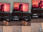 Mačka vs. televízna puma