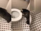 Mačka rada strká labky do záchodovej misy