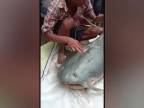 V Indii chytili miestni obyvatelia 73 kilovú rybu