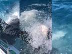 Žralok belasý si vypýtal od rybára miestnu daň (Florida)