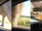 Slon si poradi z autom.mp4