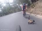 Mačička prerušila tréning cyklistov