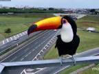 Bezpečnostnú kameru na diaľnici okupoval tukan (Brazília)