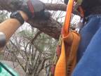 Záchrana siamskej mačky uviaznutej na strome