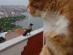 Keď sa ti na balkóne poháda mačka s vranou