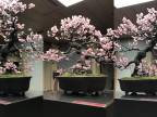 Víťazná čerešňa na japonskej bonsajovej výstave