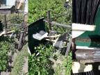 Ukrajinský kutil vyrobil ekologický odmandelinkovač