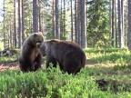 Súboj dvoch urastených medveďov hnedých (Fínsko)