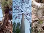Najbizarnejšie stromy Číny