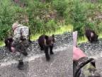 Zastav tu, ukážem ti medvede, sú neškodné! (Rusko)